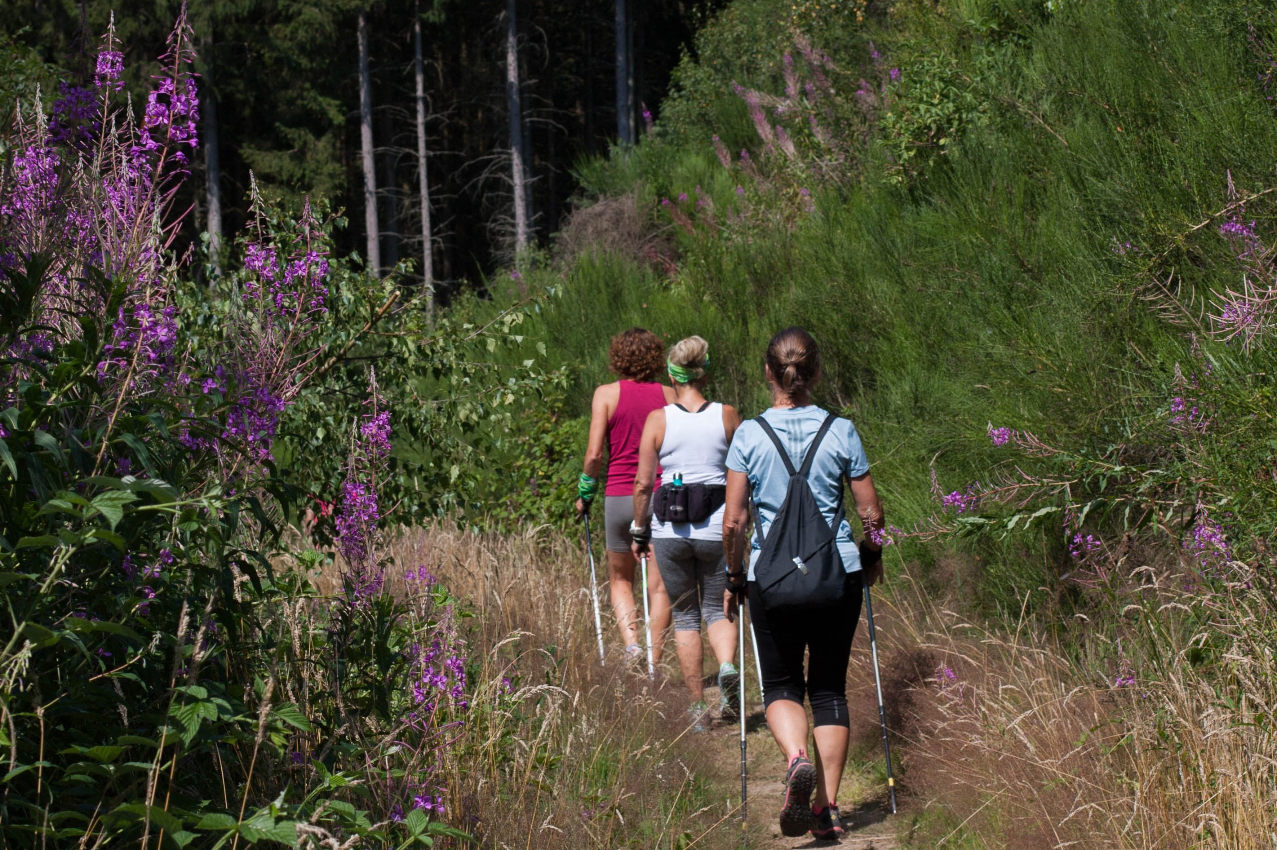 Marche nordique dans les Ardenne