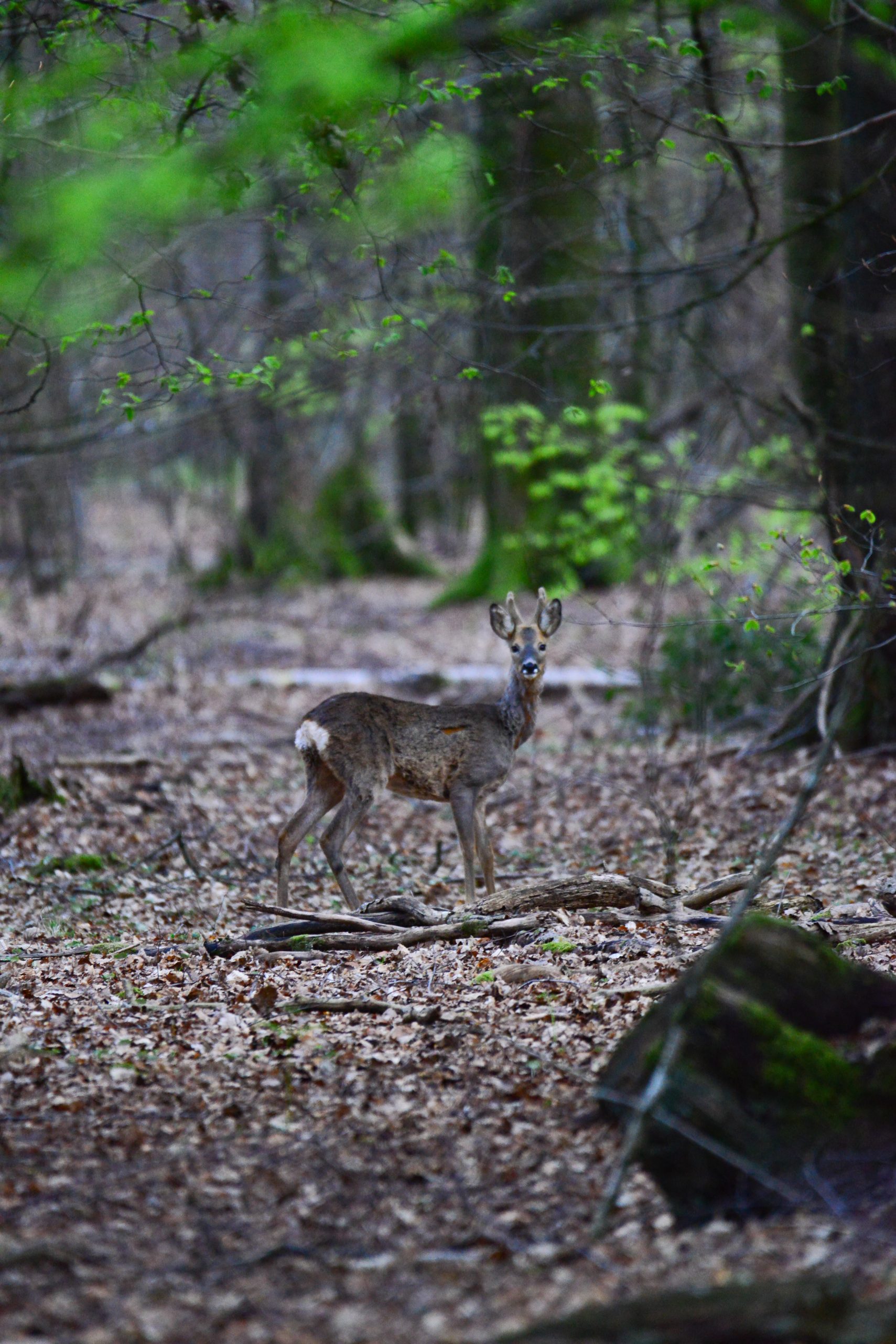 Fauna e flora nella foresta delle Ardenne
