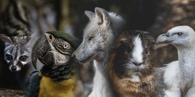 Animaux