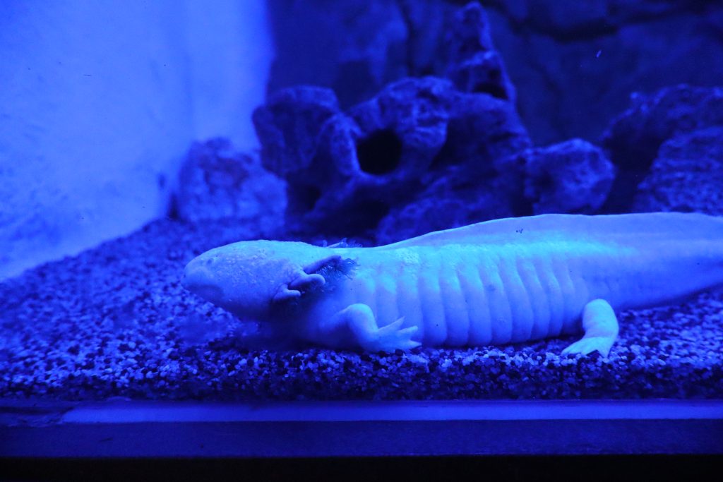 axolotl
