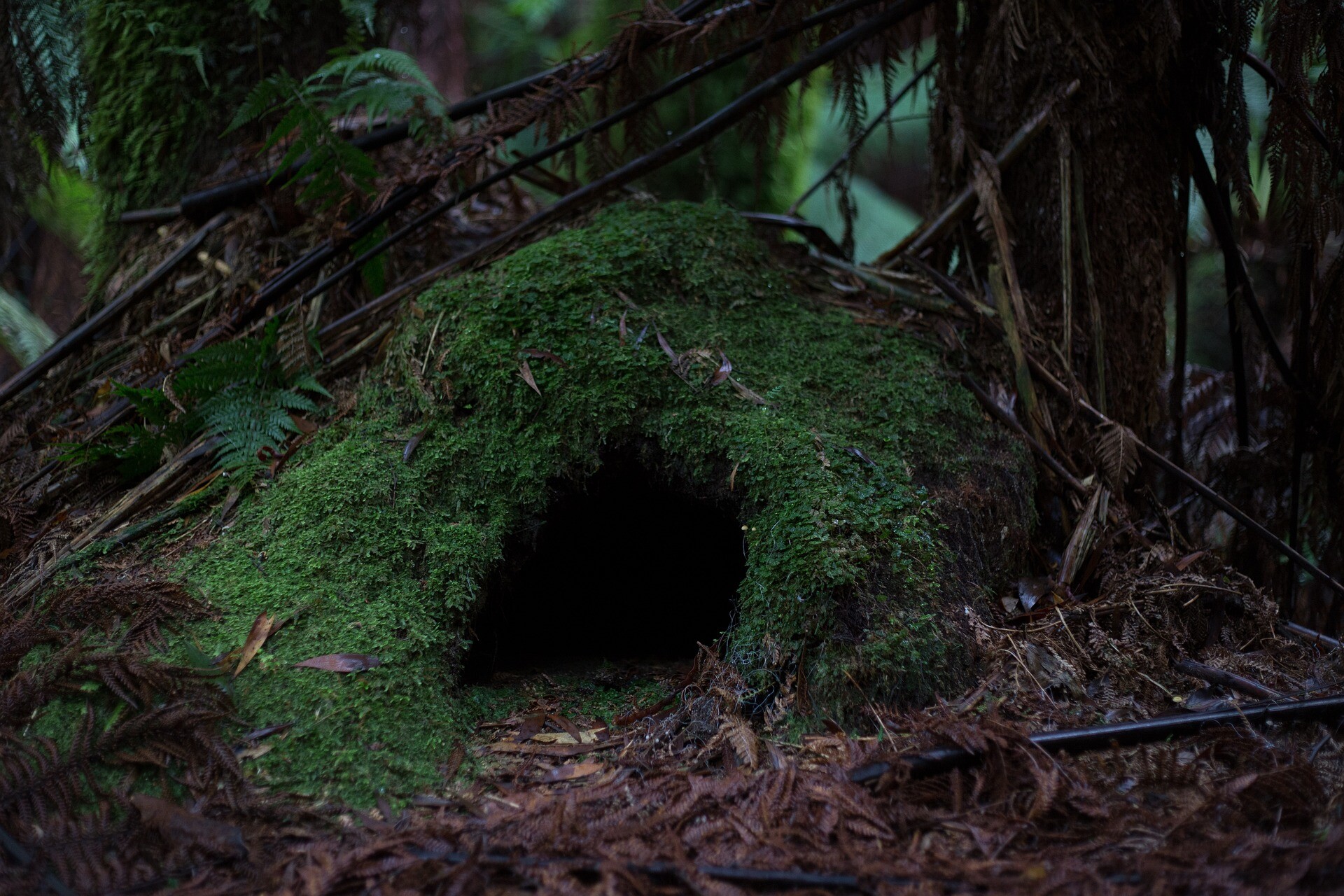 Trou de verdure à Nutons