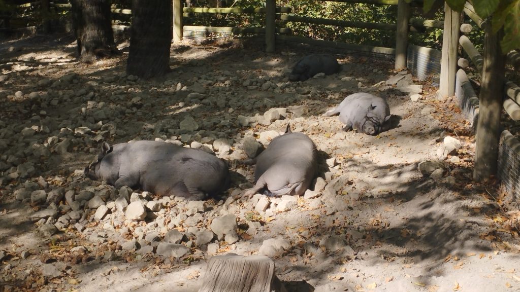 cochons vietnamiens