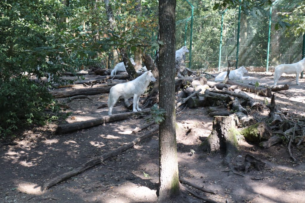 loups