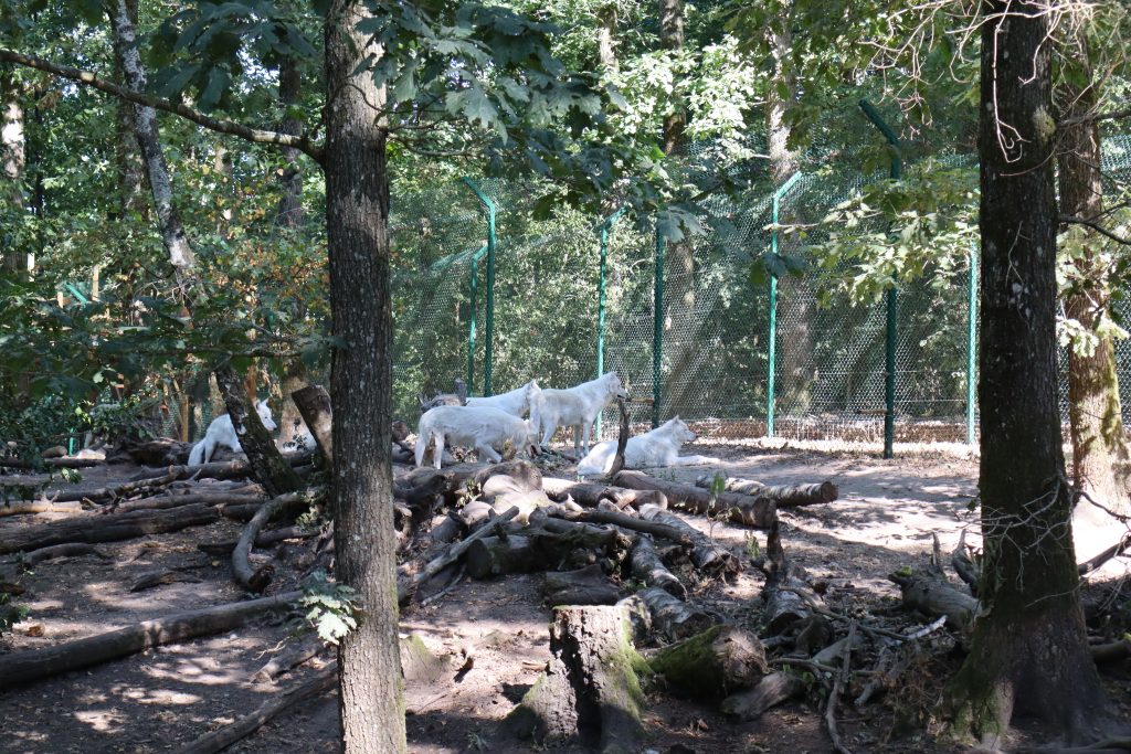 loups
