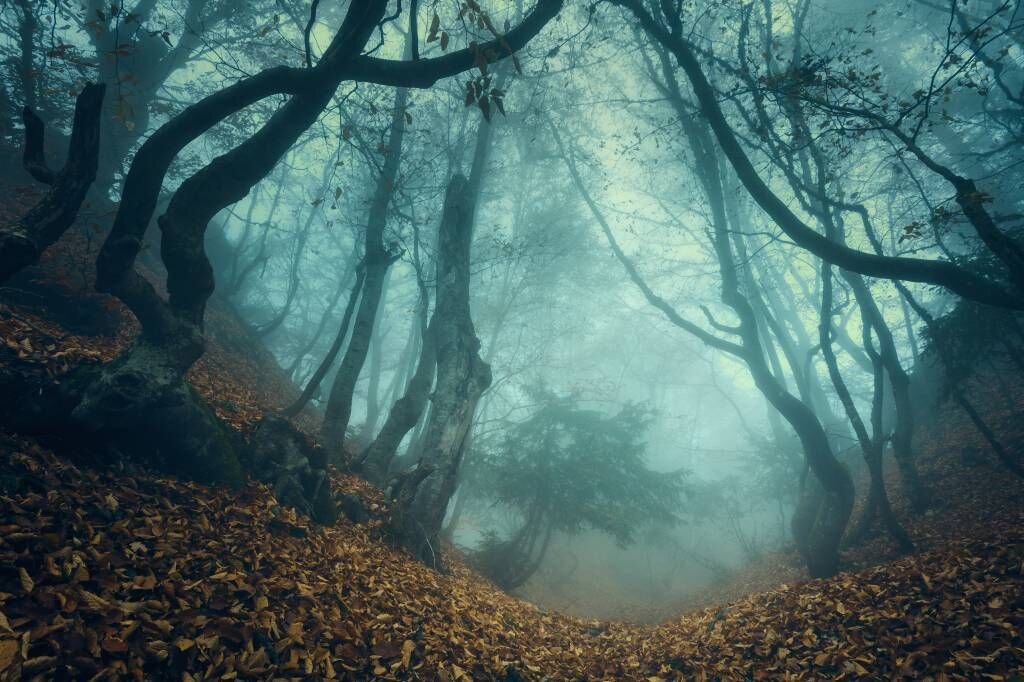 Forêt de légendes