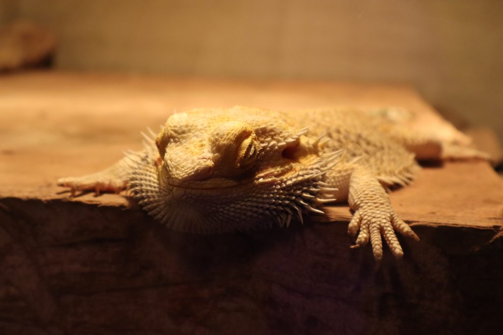pogona