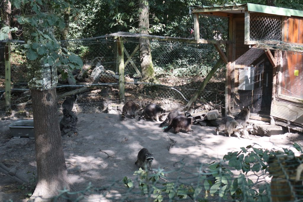 ratons laveurs
