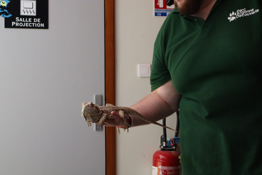 pogona