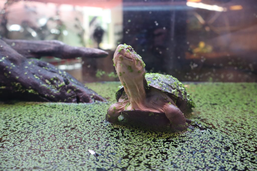 tortue