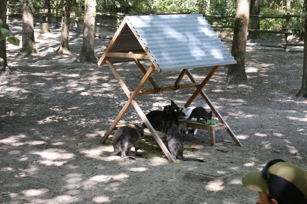 wallabys